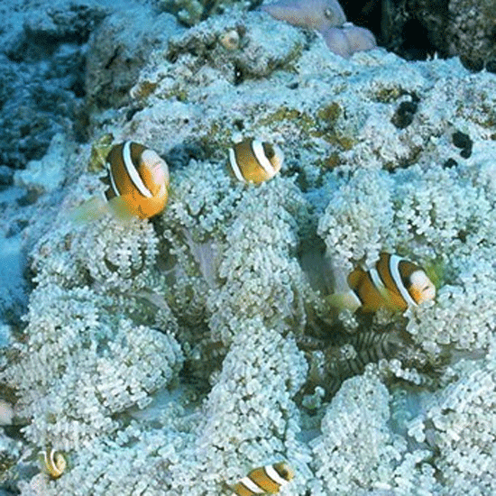 聚氨酯直埋保溫管 